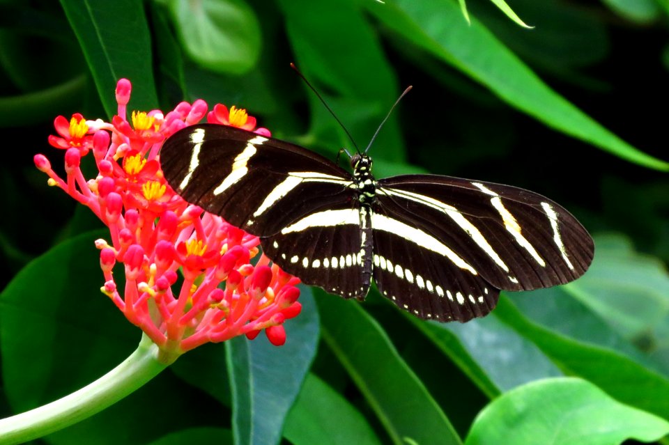 Zebra Heliconian Butterfly