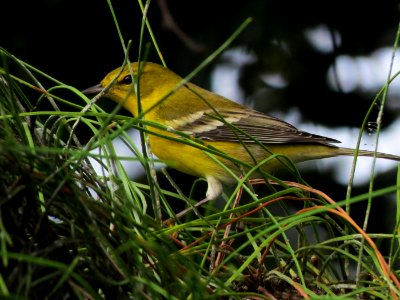 Pine Warbler