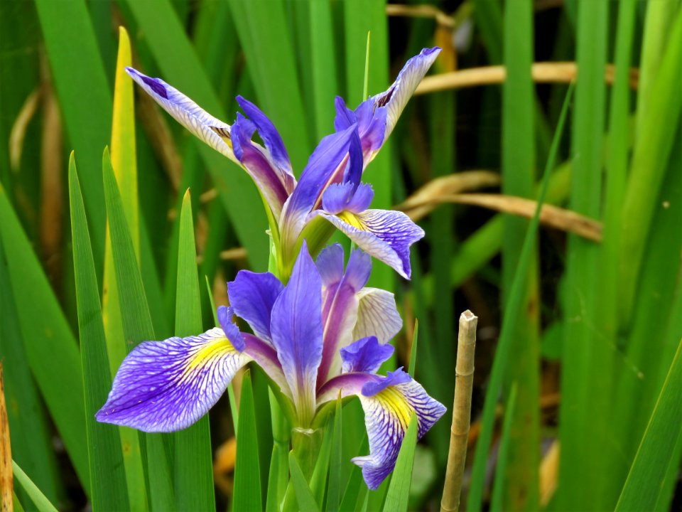 Wild Iris