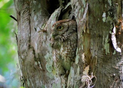 Eastern Screech-Owl