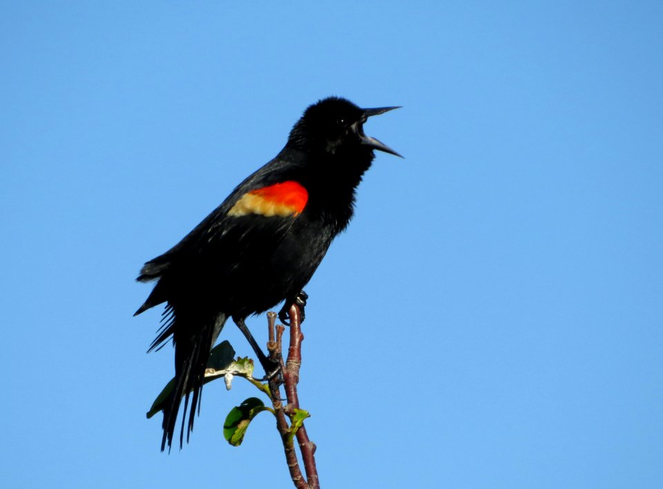 Red-winged Blackbird