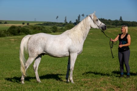 Dschesim 20165484