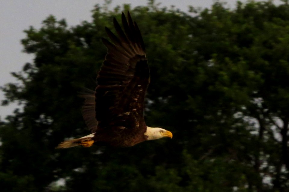 Bald Eagle photo