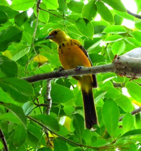 Spot-breasted Oriole