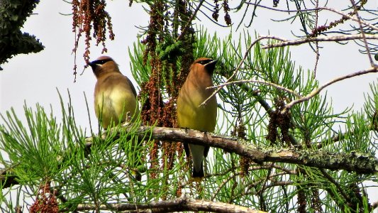 Cedar Waxwings photo