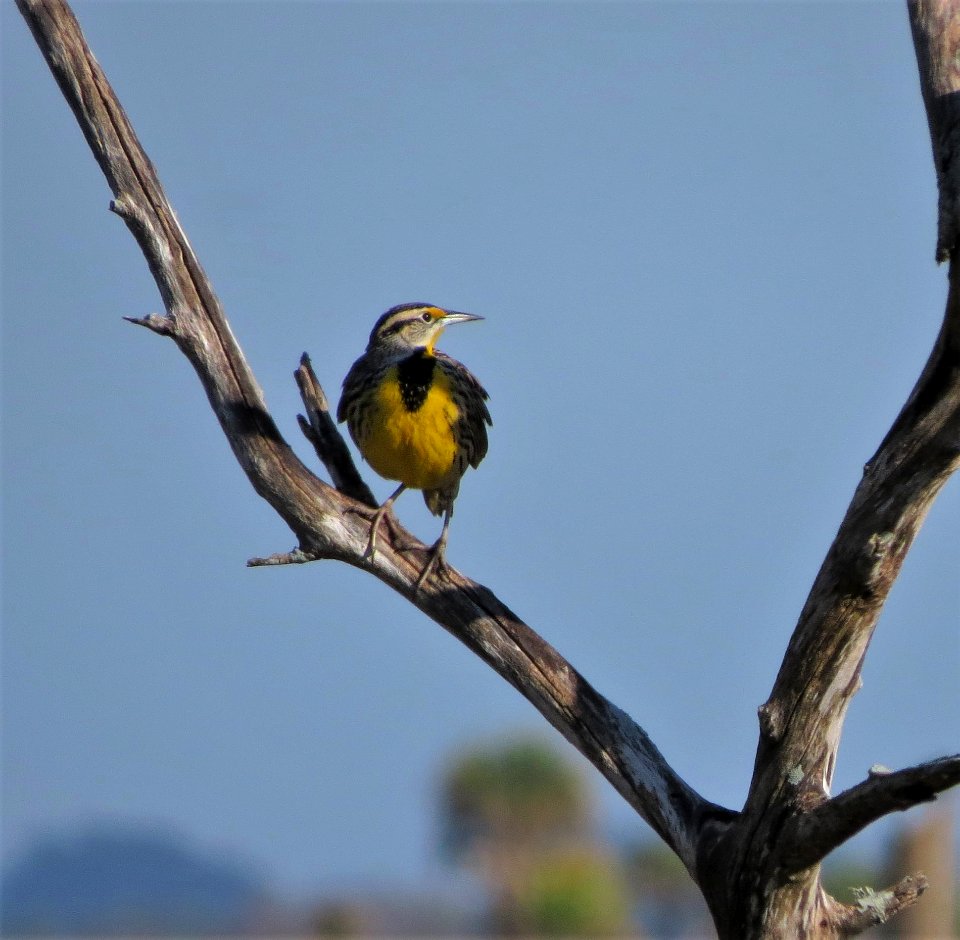 Eastern Meadowlark