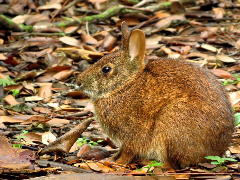 Marsh Rabbit