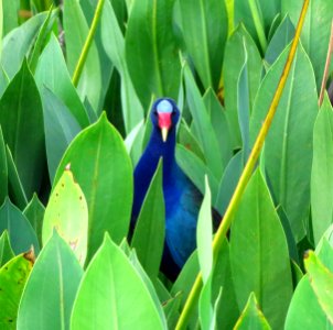 Purple Gallinule