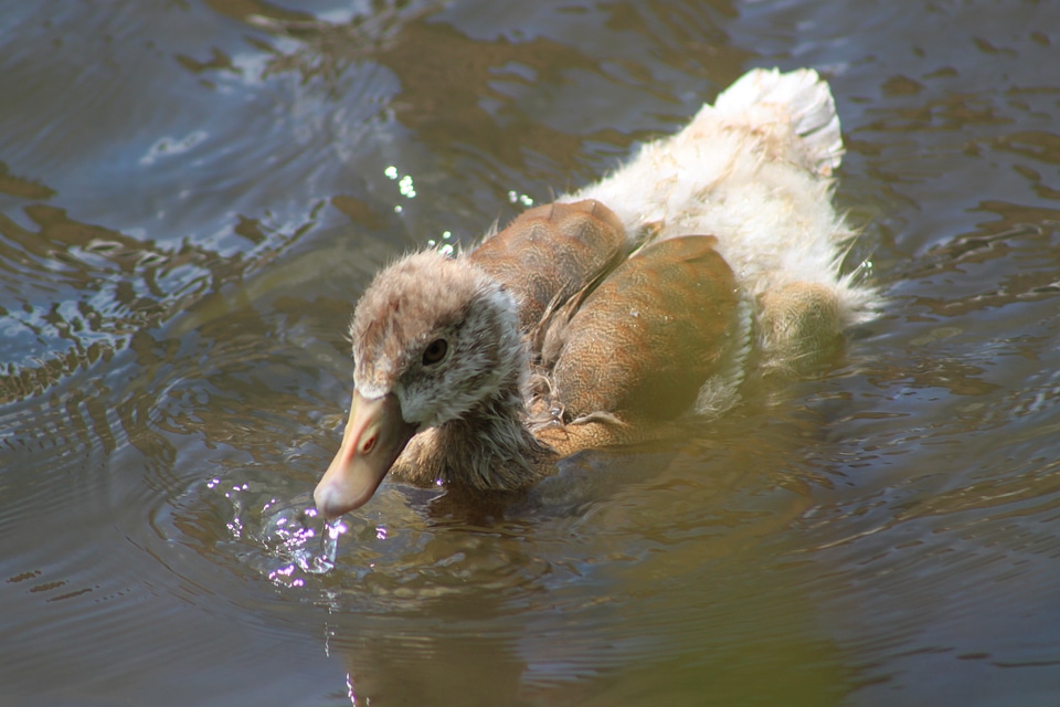 Animal bird water bird