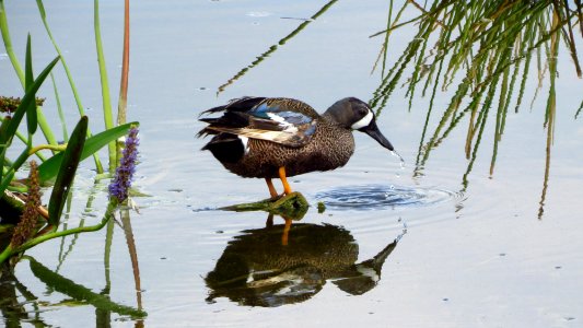 Blue-winged Teal photo