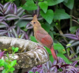 Northern Cardinal fledgling photo