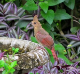 Northern Cardinal fledgling