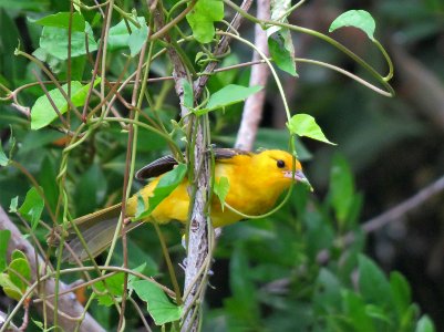 Juvenile Spot-breasted Oriole