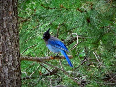 Steller's Jay