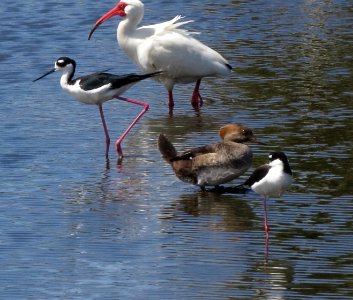 Hooded Merganser (female) , Black-necked Stilts and White Ibis. photo