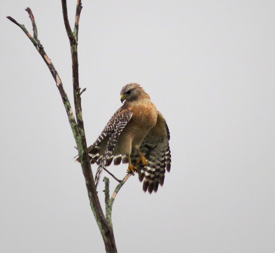 Red-shouldered Hawk