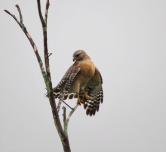 Red-shouldered Hawk photo