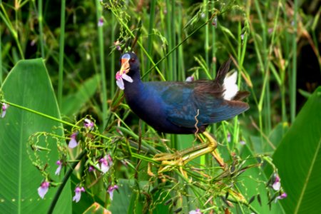 Purple Gallinule