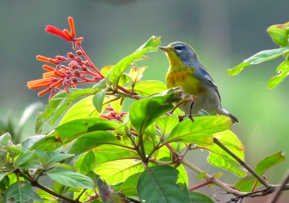 Northern Parula
