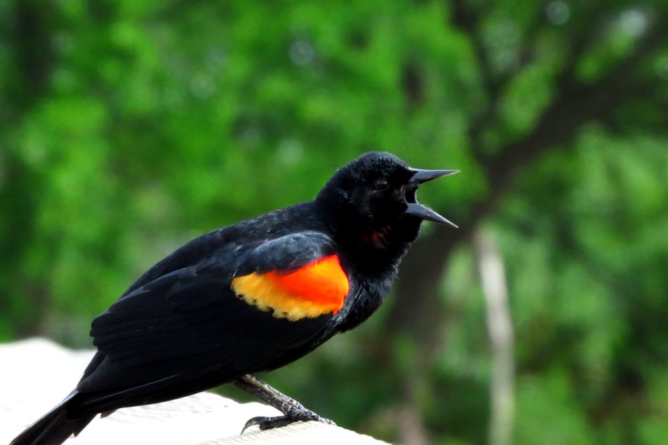 Male Red-winged Blackbird