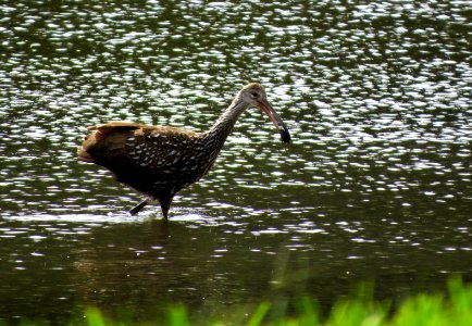 Limpkin photo