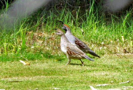 Gambel's Quail