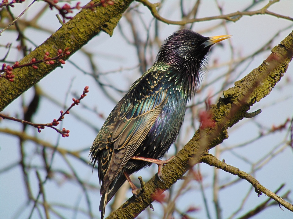 Nature singing trill