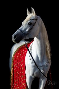 Dschandru OS170509