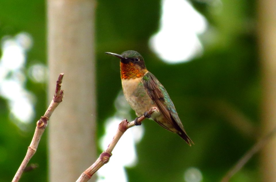 Ruby-throated Hummingbird