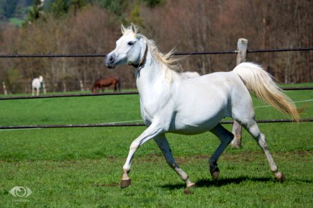 Dahi 20160102