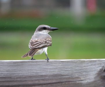 Gray Kingbird in the rain.