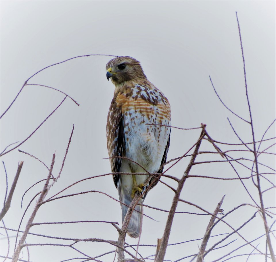 Red-shouldered Hawk