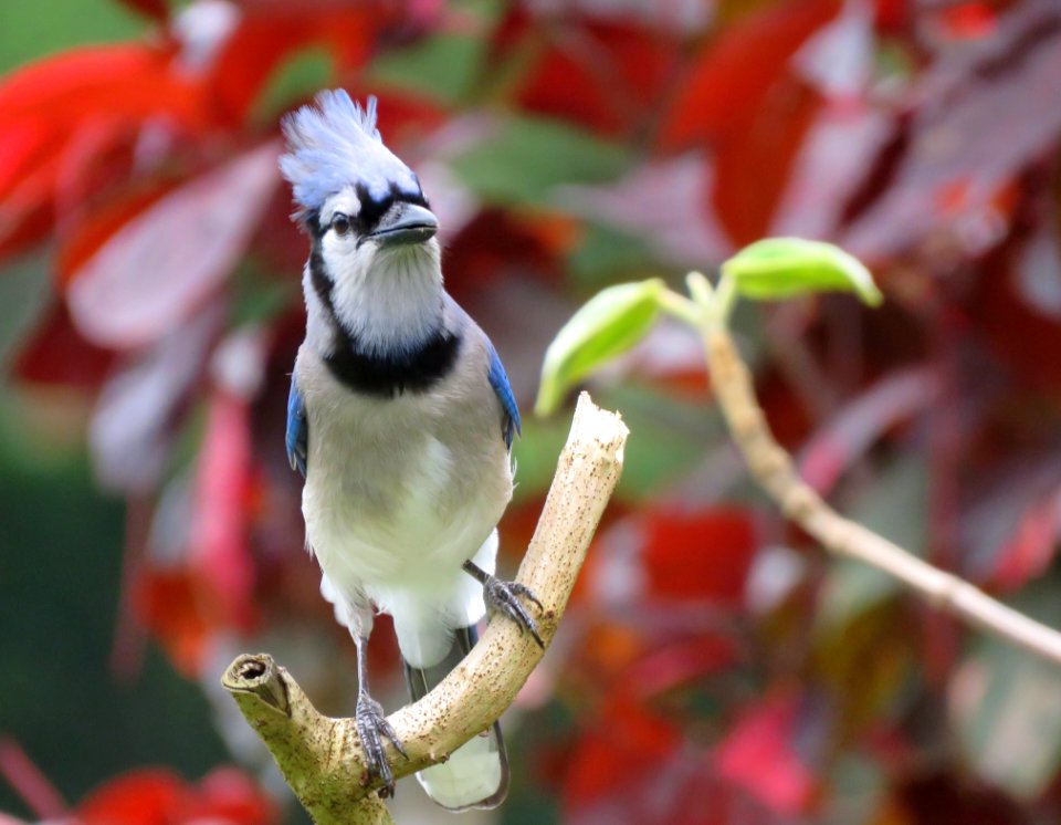 Blue Jay photo