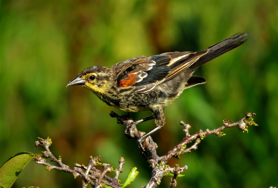 Red-winged Blackbird
