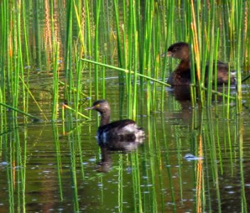 Least Grebe with Pied-billed Grebe