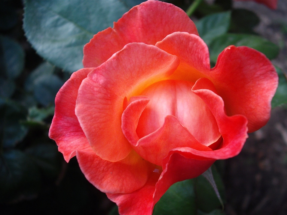Nature red blossom
