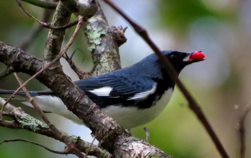 Black-throated Blue Warbler