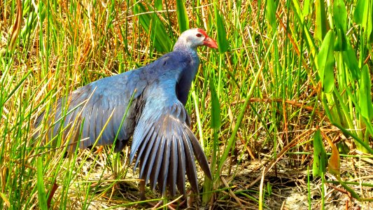 Gray-headed Swamphen