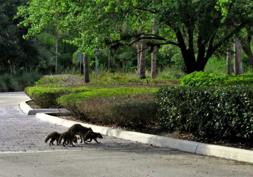 Racoon family