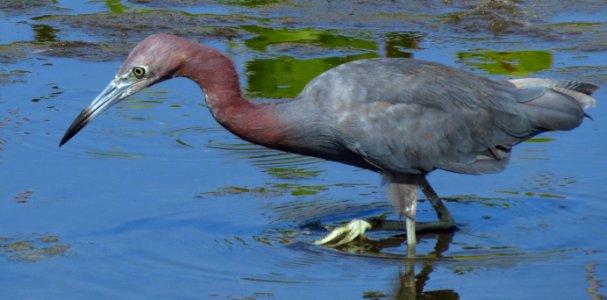 Little Blue Heron