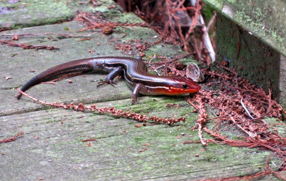 Skink