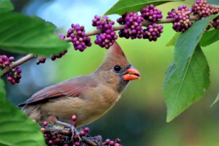 Female Northern Cardinal eating Beauty Berry berries