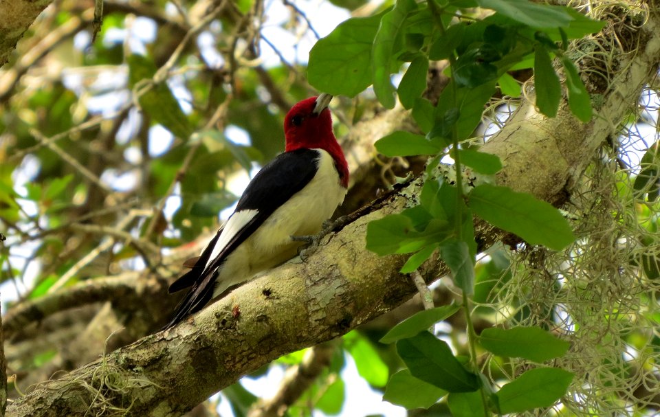 Red-headed Woodpecker
