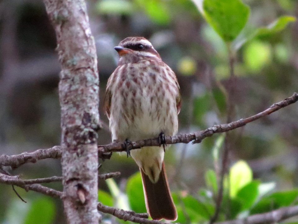 Varigated  Flycatcher