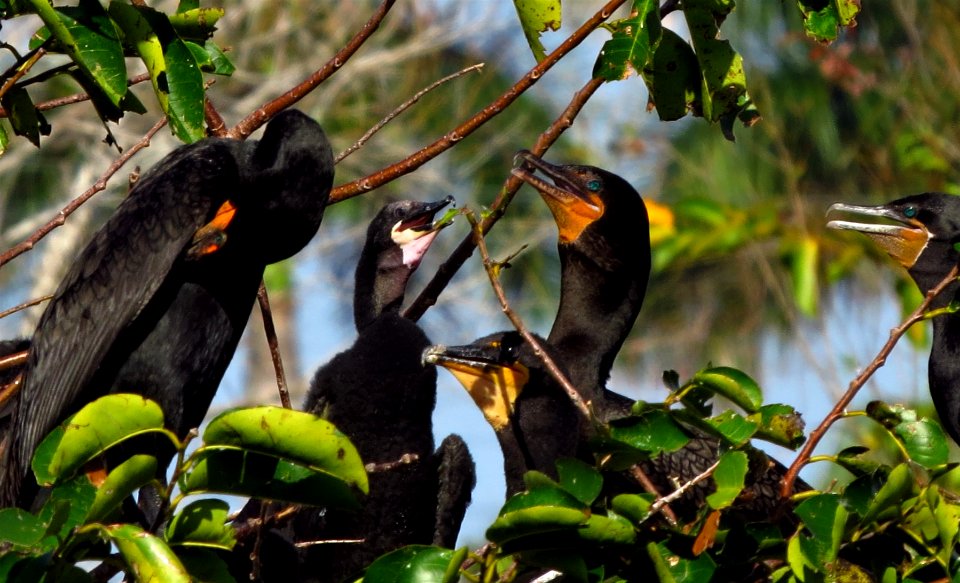 Double-crested Cormorants and Neotropic Cormorant
