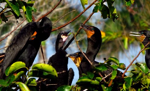 Double-crested Cormorants and Neotropic Cormorant