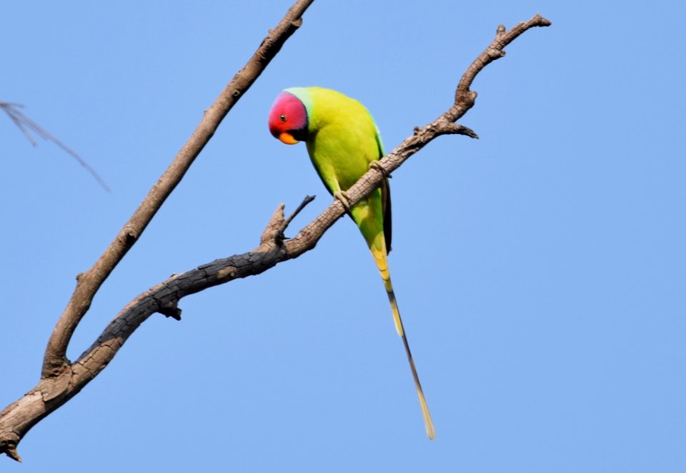Plum Headed Parakeet