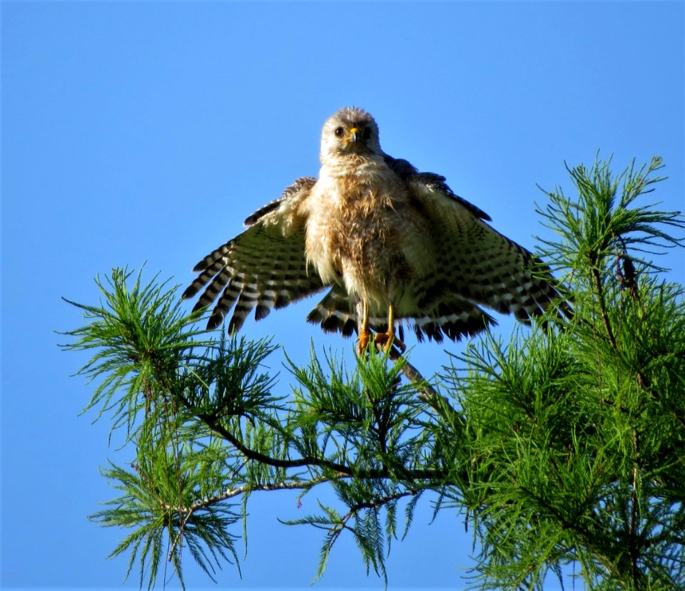Red-shouldered Hawk