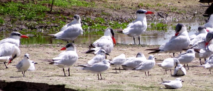 Caspian and Gull-billed Terns