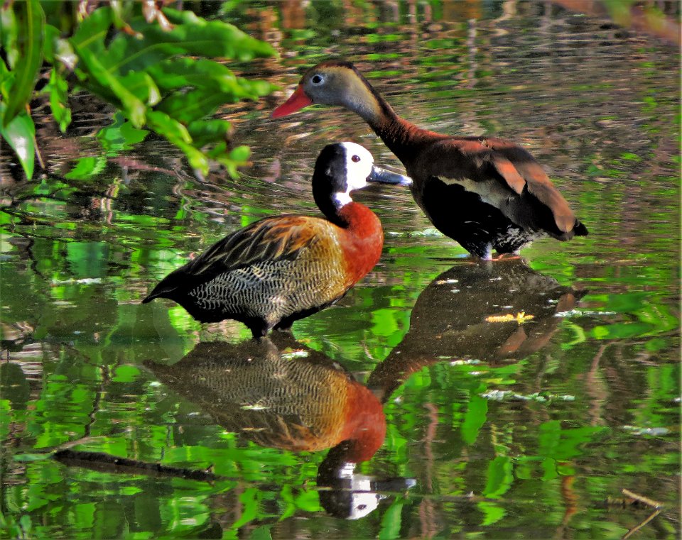 Whistling Ducks
